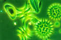 plankton