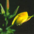 nachtkerze 2