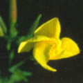 nachtkerze 3